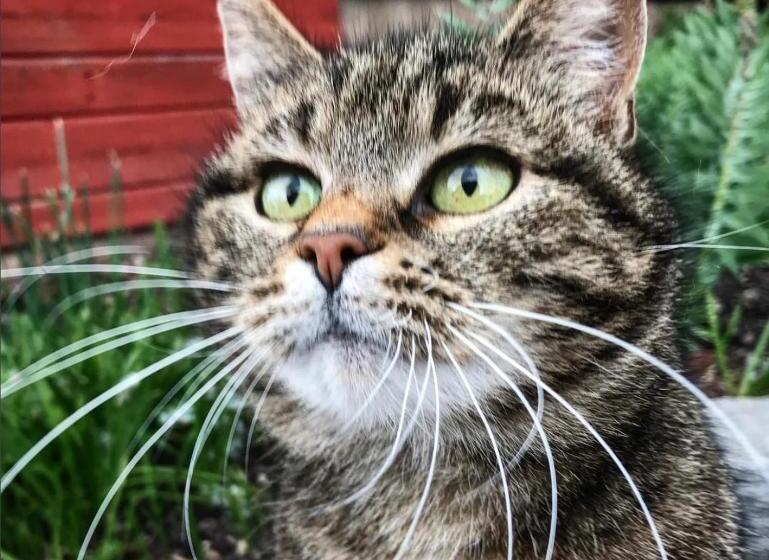 צימר Klefstad Gård