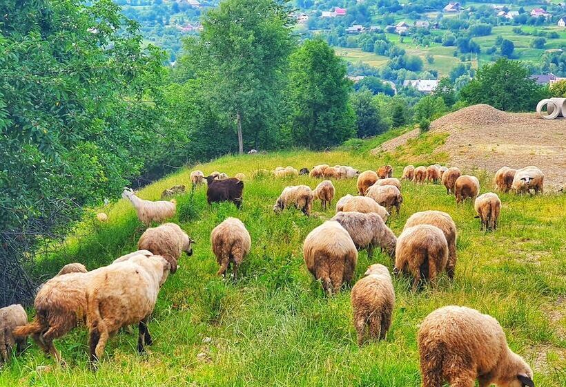 Bed and Breakfast Vatra Boiereasca