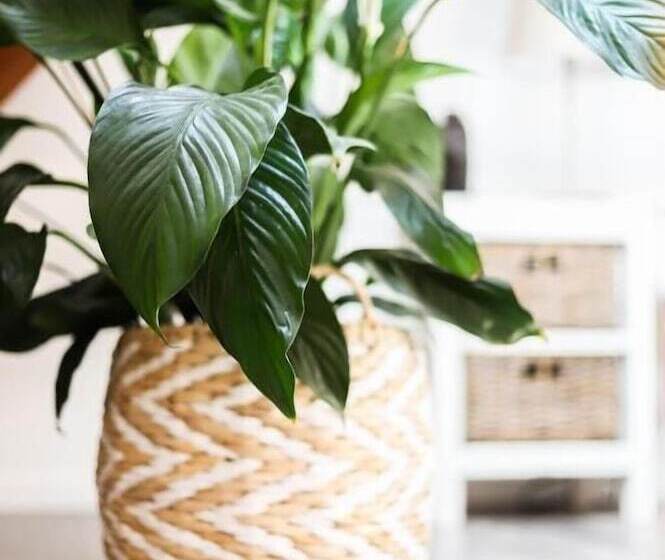 Bed & Breakfast Geeser Waag