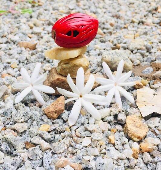 بنسيون New Toropi Homestay