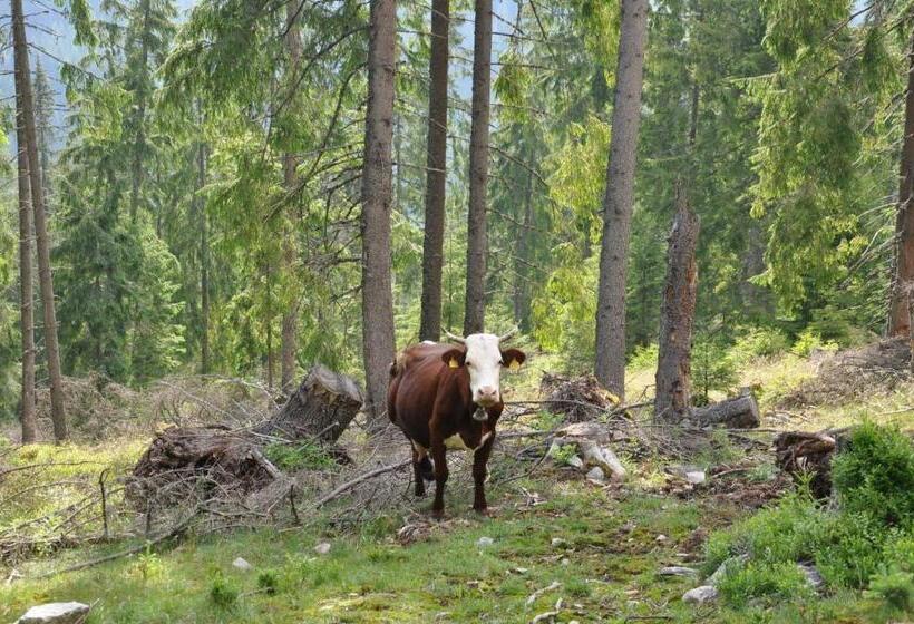 פנסיון Podina Guest House