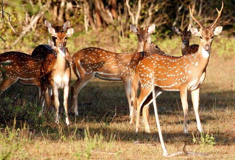 Пансион Rathnapriya Oasis