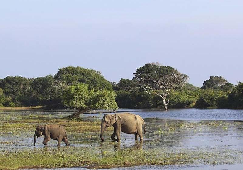 Пансион Rathnapriya Oasis