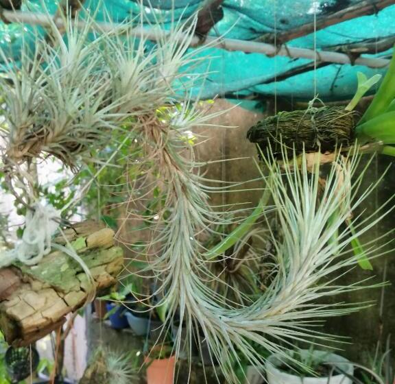 פנסיון Sinali Villa