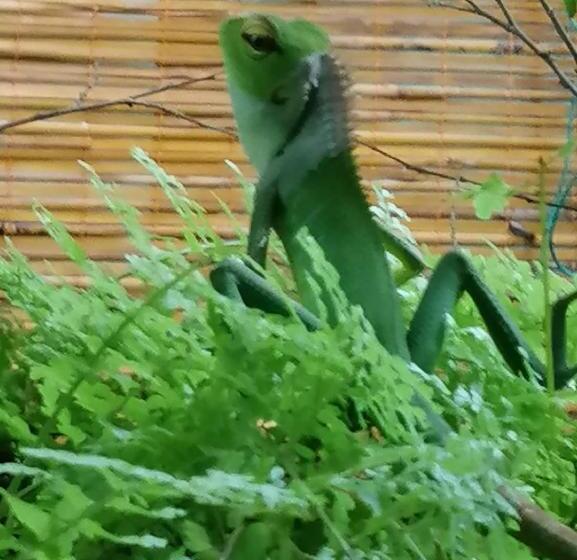 פנסיון Sinali Villa