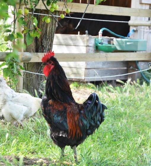 ベッドアンドブレックファースト La Petite Ferme