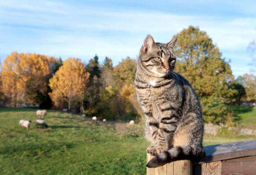 Bed and Breakfast Sjöbacken Gård