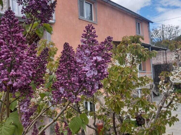 ホテル Byurakan Guesthouse & Cottage