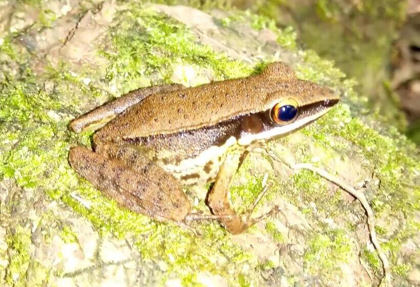 호텔 Evergreen Villa  Sinharaja