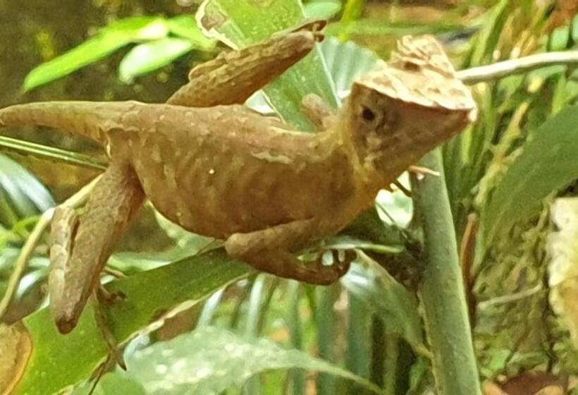 호텔 Evergreen Villa  Sinharaja