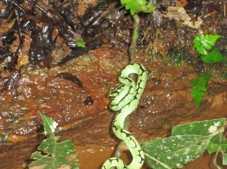 فندق Explorer By Eco Team   Sinharaja