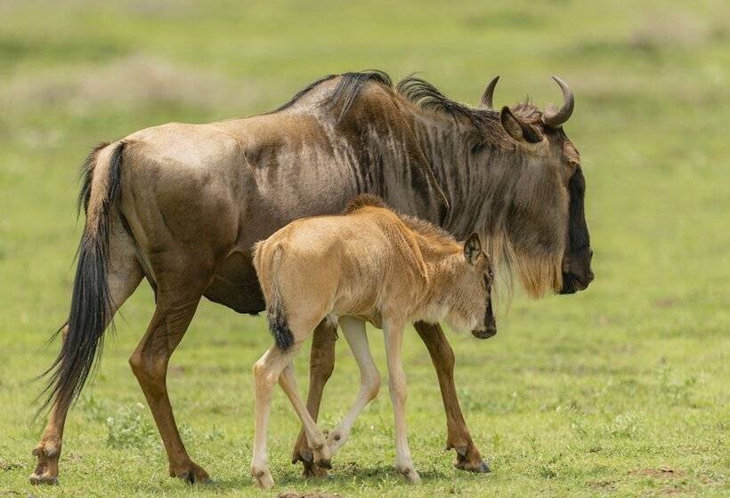 בית מלון כפרי Gnu Ndutu Camp