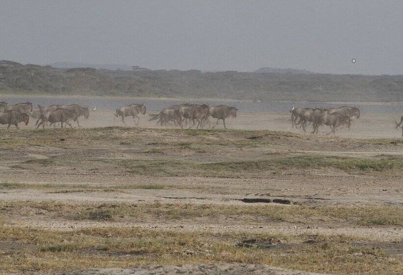 בית מלון כפרי Gnu Ndutu Camp