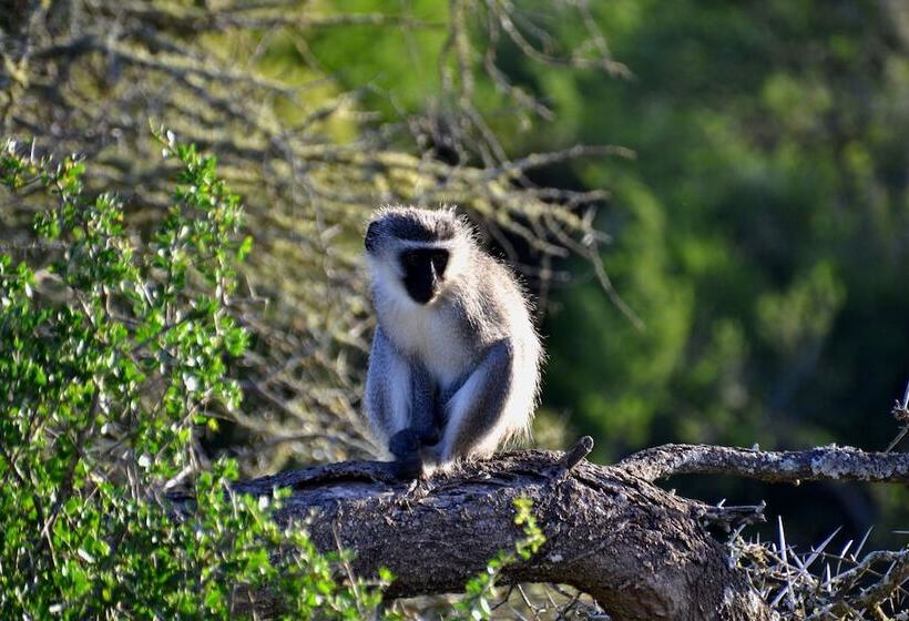 ホテル Molo Molo Game Reserve