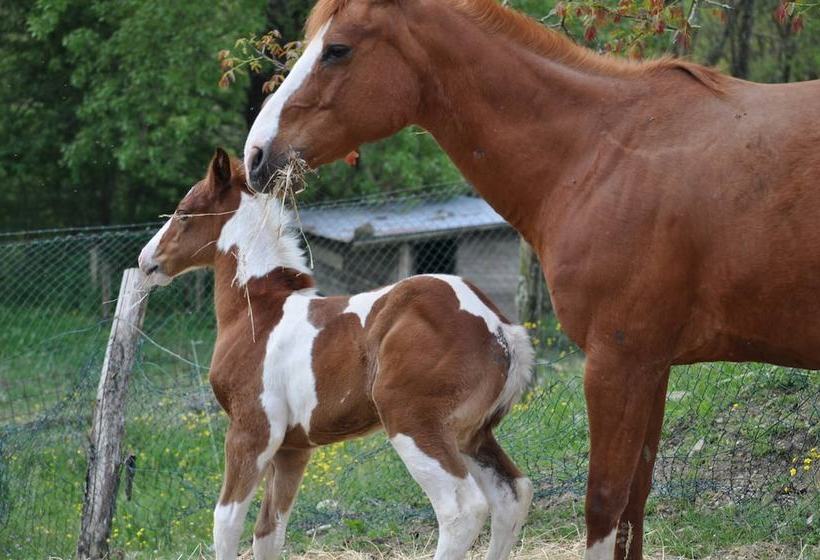 בית מלון כפרי Agriturismo Il Picchio Verde