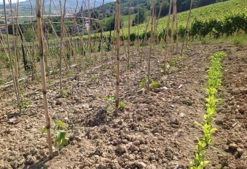 乡村酒店  Agriturismo Terre Vineate