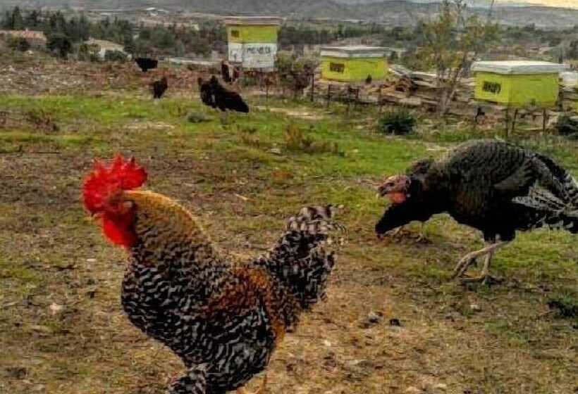 乡村酒店 Tzionis Holidays Stonehouse