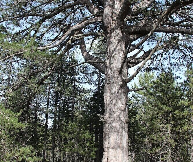 乡村酒店 Tzionis Holidays Stonehouse