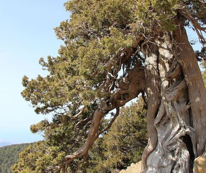 乡村酒店 Tzionis Holidays Stonehouse