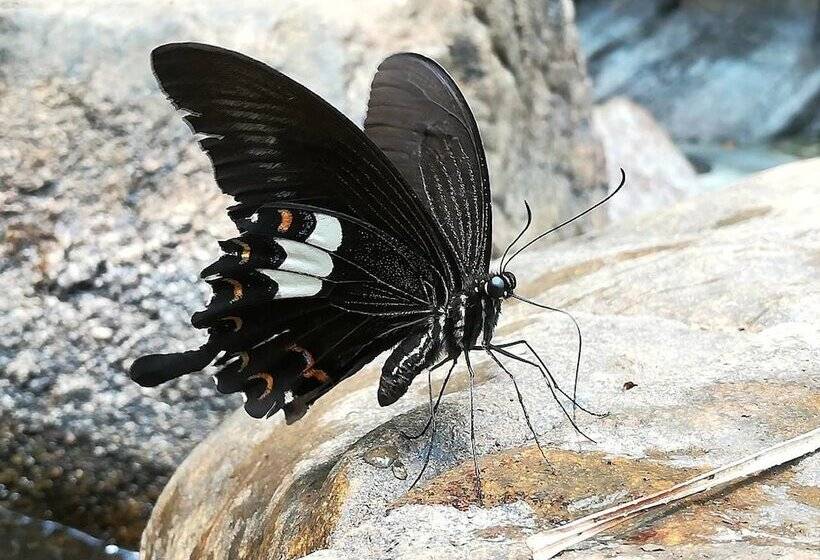 בית מלון כפרי Vini Villa