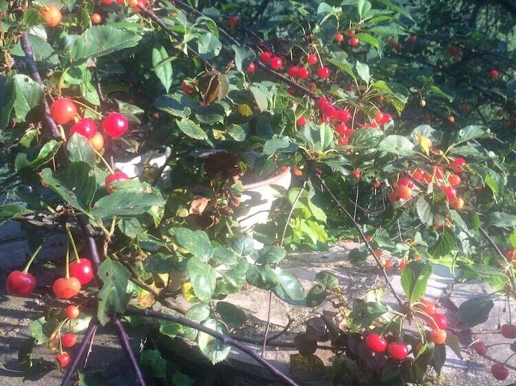 Medieval Village B&b