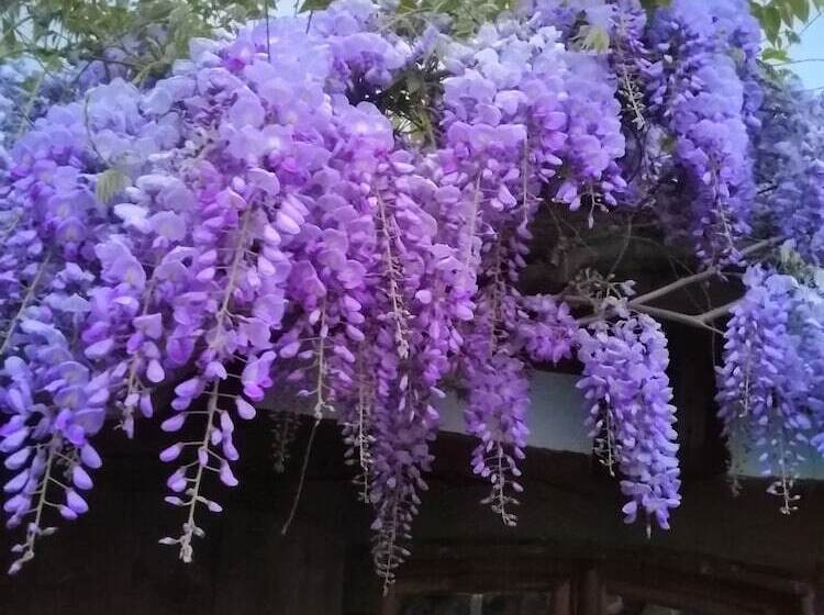 Пансион B&b Quinze 66