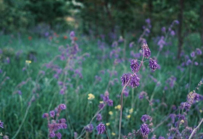 Пансион Delta Mayanka