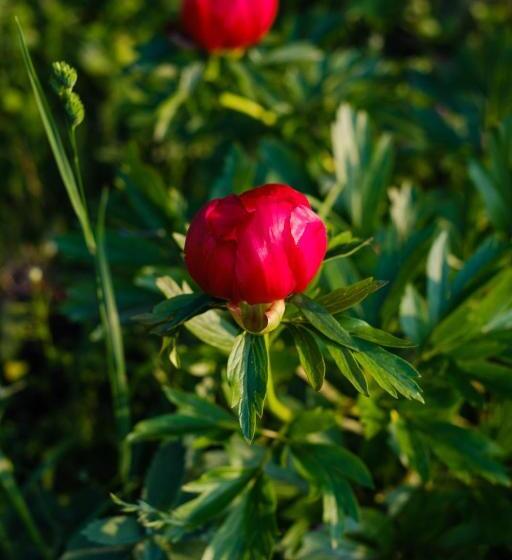 Пансион Delta Mayanka