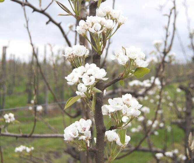 B&b De Fruithoeve