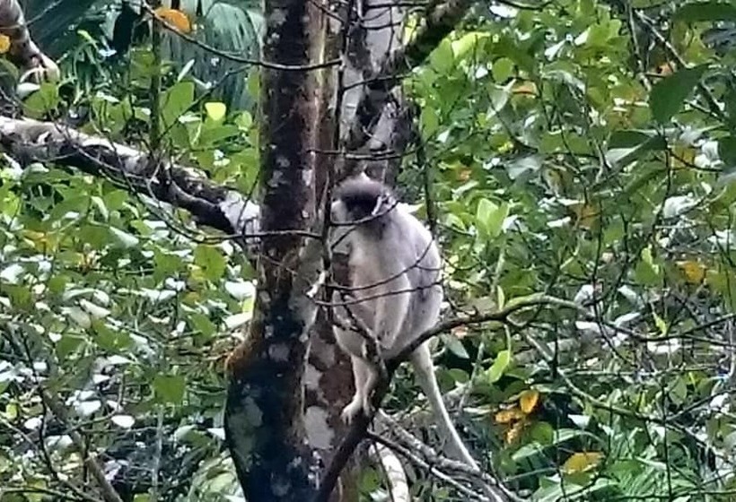 ホテル 360 Rainforest