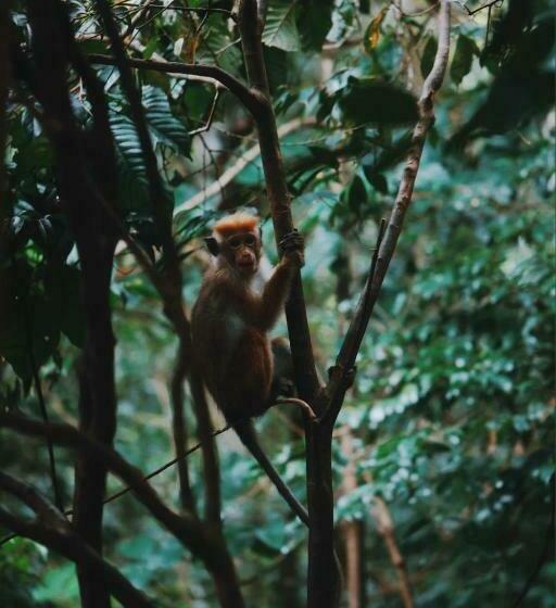 ホテル Sinharaja Forest Gate