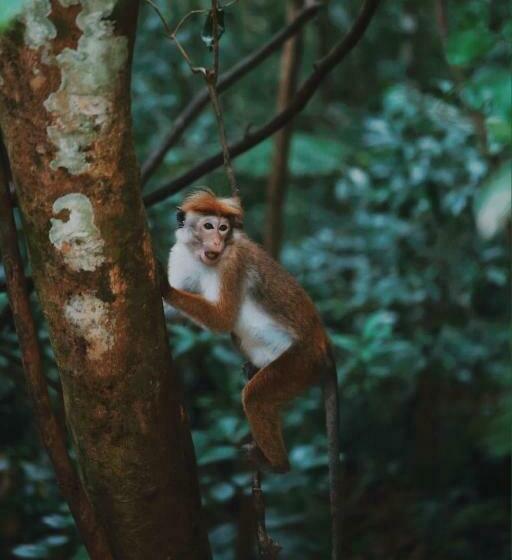 ホテル Sinharaja Forest Gate