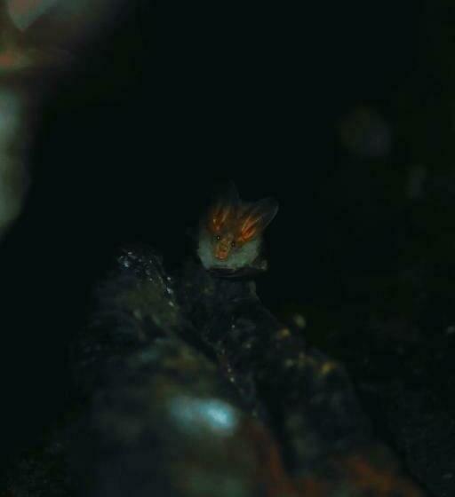 ホテル Sinharaja Forest Gate