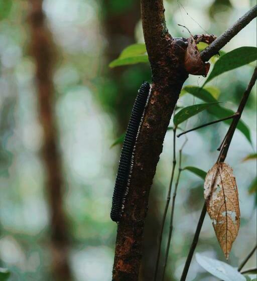ホテル Sinharaja Forest Gate