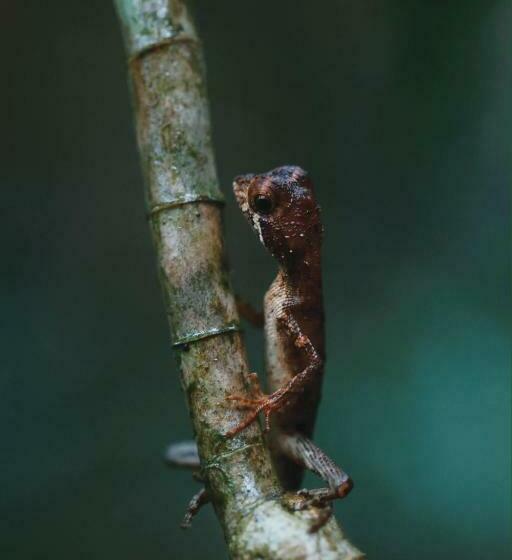 ホテル Sinharaja Forest Gate