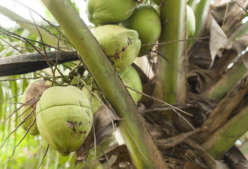 بنسيون Greenwinds Villa