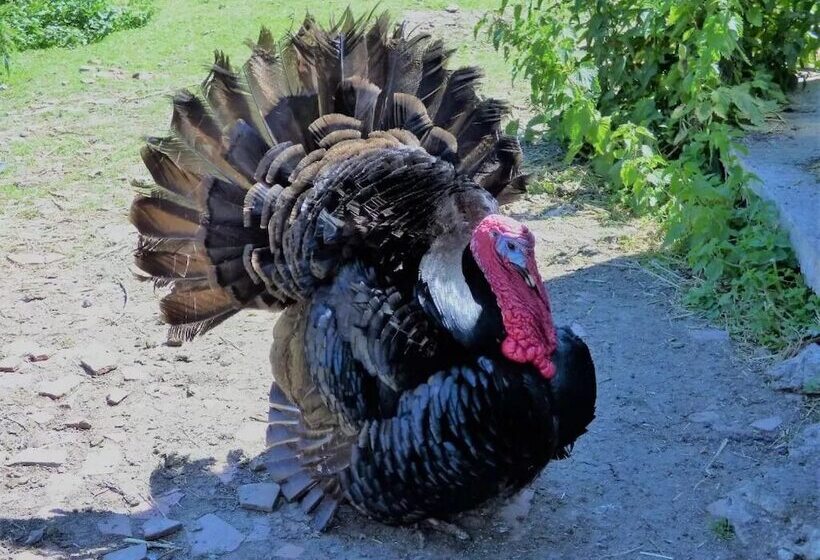 ペンション L Ancien Presbytère Chambres D Hote Ou Gite