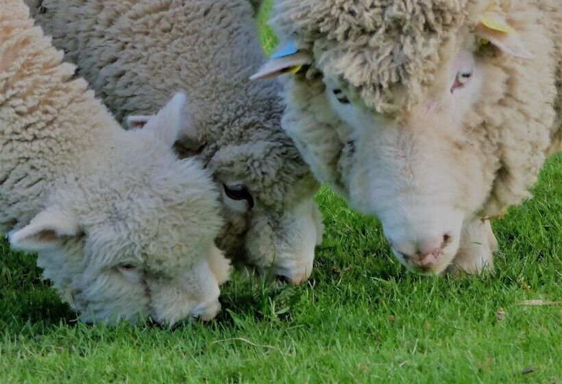 ペンション L Ancien Presbytère Chambres D Hote Ou Gite