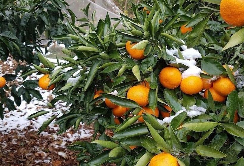 בית מלון כפרי Jejumermuri