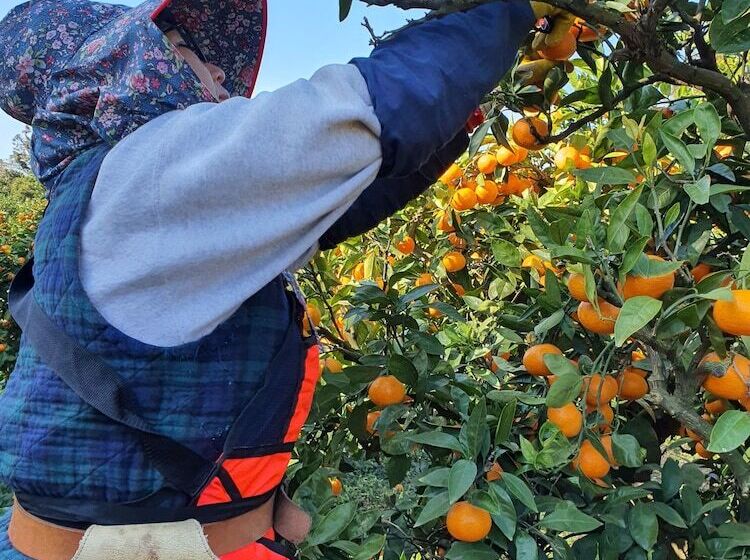 בית מלון כפרי Jejumermuri