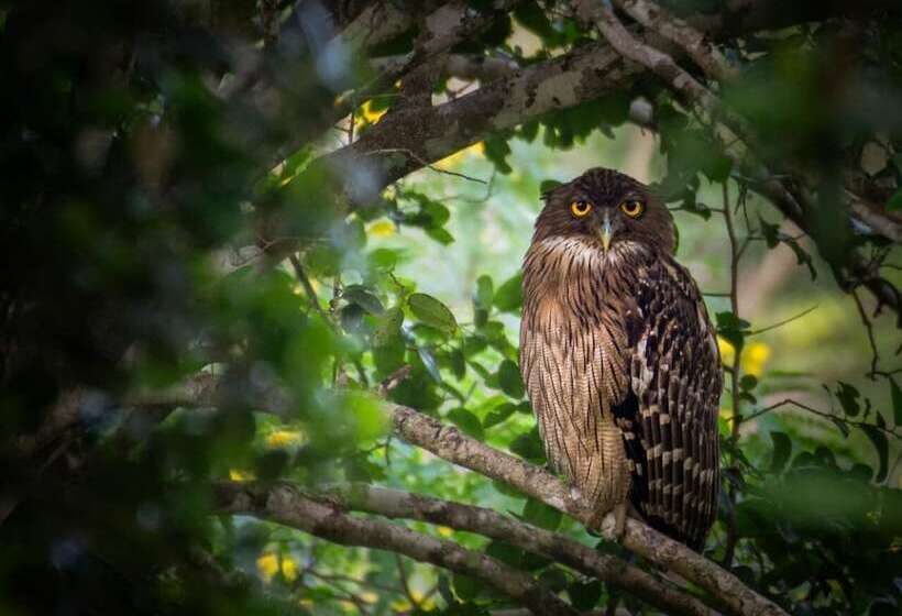 ホテル Kenuson Yala