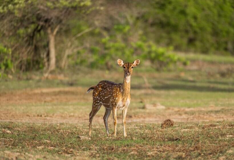 ホテル Kenuson Yala