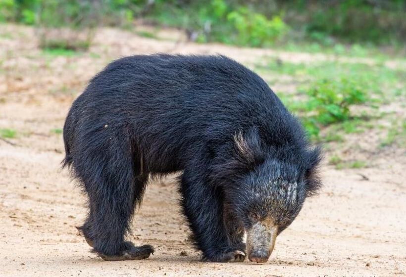 ホテル Kenuson Yala