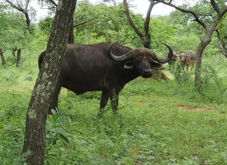 ホテル Kingfisher Creek Safari Lodge