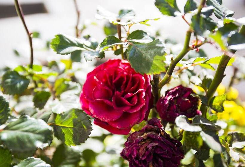 ホテル The Browns  Luxury Guest Suites