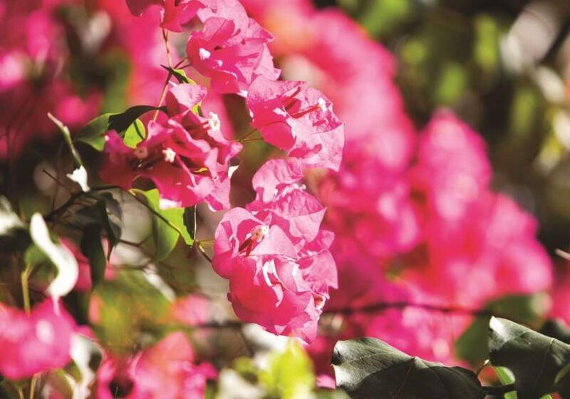 La Samanna, A Belmond Hotel, St Martin