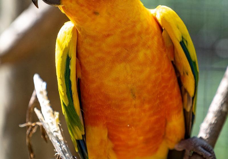 ホテル Gooderson Dumazulu Lodge & Traditional Village