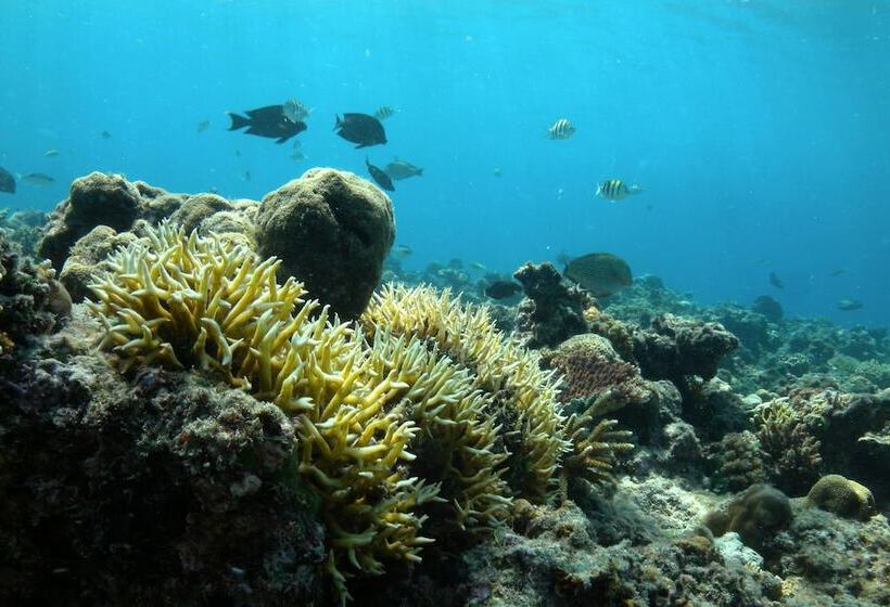 هتل Nusabay Menjangan