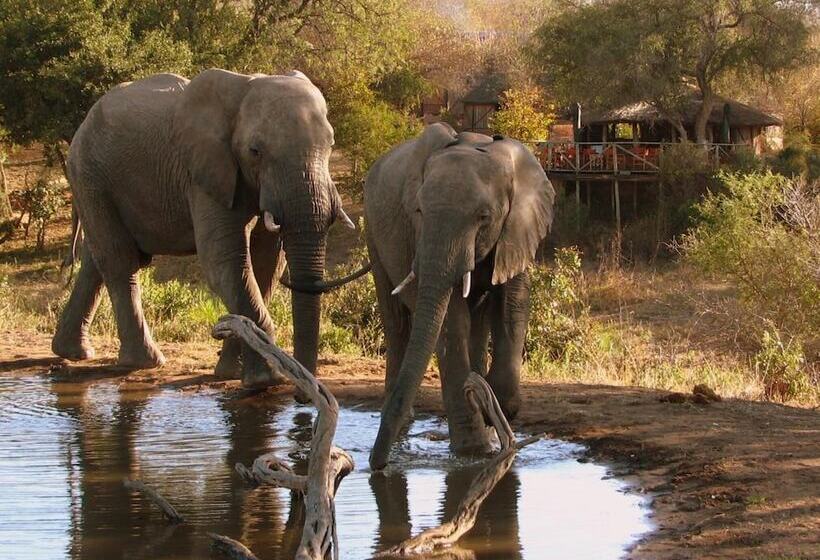 ホテル Umlani Bushcamp   Lodge