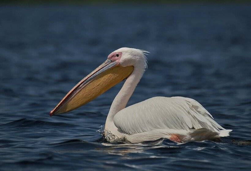 Пансион Bunica Maria   Guesthouse For Birders